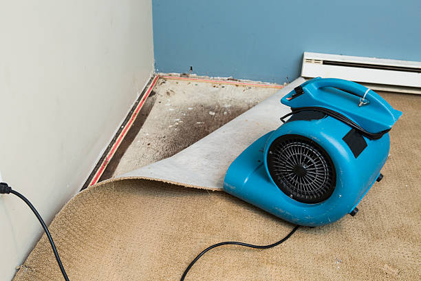 Best Water damage contractors near me  in Arcola, VA